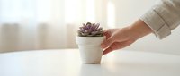 Caucasian woman's hand placing a small purple succulent in a white pot on a table in a bright minimalist interior.