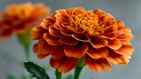 Vibrant orange marigold flower in full bloom with layered petals against blurred background, showcasing detailed texture and rich autumn colors.