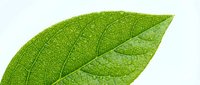 Vibrant green leaf with detailed vein structure isolated on white background, suitable for botanical designs, eco-friendly branding, and nature-themed graphics.