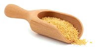 Wooden scoop with raw millet grains isolated on white background, organic whole grain cereal for healthy cooking and gluten-free diet.
