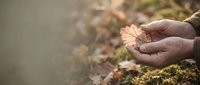 Weathered hands holding dried leaf over moss-covered ground, symbolizing environmental care, sustainability, and nature conservation for ecological awareness campaigns.