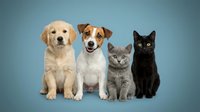 Adorable group of young pets sitting together on blue background featuring golden retriever puppy, jack russell terrier, gray kitten and black cat.