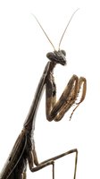 Praying mantis with elongated body, prominent raptorial front legs, and long antennae displayed against white background. Suitable for nature, wildlife, and educational content.