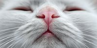 Close-up of white cat nose and mouth with pink details, whiskers visible. Pet care, feline anatomy, veterinary concept for animal health materials.