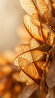 Dried seed pods with translucent golden wings backlit by warm sunlight, showcasing delicate vein patterns and natural autumn tones for botanical and nature designs.