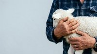 Farmer in blue plaid shirt holding young white lamb in arms against neutral background. Suitable for agriculture, farming, livestock, and rural business content.