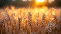 Golden wheat ears silhouetted against sunset with bokeh light effects, creating magical atmosphere in agricultural field during harvest season.