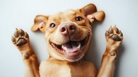 Happy tan mixed breed dog with raised paws and big smile lying on back against white background, showing playful and friendly personality, perfect for veterinary or pet care marketing.