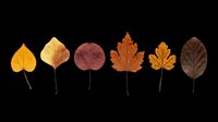 Autumn leaves collection in warm orange, red and brown tones, isolated on transparent background. Ready for T-shirts, stickers, clipart, sublimation and print on demand.