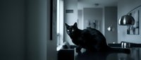 Black cat sitting on kitchen counter in modern home interior with natural window light creating moody atmospheric scene for pet lifestyle content.