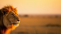 Majestic male lion in profile during golden hour sunset with warm orange light illuminating mane against blurred savanna landscape background.