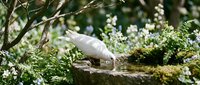 White dove perched on moss-covered branch among delicate spring blossoms in peaceful natural garden setting for wedding and spiritual themes.
