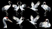 Red-crowned cranes in multiple poses, isolated on transparent background. Watercolor style clipart set for t-shirt design, stickers, print on demand, and sublimation projects.