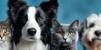 Border collie dog with tabby and gray cats group portrait on blue background for veterinary clinic advertising and pet care services.