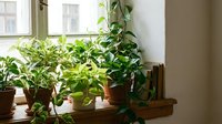 Indoor houseplants collection on wooden windowsill with natural sunlight creating cozy home garden atmosphere for interior design projects.