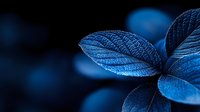 Ethereal blue leaves with detailed vein patterns in dramatic lighting against dark background create moody natural macro photography composition.