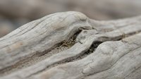 Weathered driftwood with natural cracks and crevices on beach. Organic texture for coastal decor, rustic design projects and natural background elements.