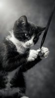 Adorable tuxedo kitten with bright eyes playing with leash in black and white photography capturing playful moment and pet training concept.