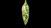 Okra vegetable isolated on transparent background, ready for culinary design, recipe graphics, food packaging, t-shirt prints, clipart collections, and print-on-demand products.