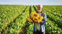 Senior male farmer with sunflowers in agricultural field. Caucasian man in casual work attire holding fresh blooms among crop rows for farming, harvest, and agriculture industry use.