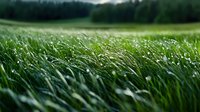 Fresh green grass swaying in wind with morning dew drops, blurred forest background creates dreamy natural landscape. Suitable for environmental projects.