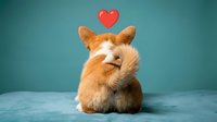 Adorable orange and white rabbit sitting with eyes closed and red heart floating above, expressing love and affection on turquoise background.