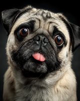 Adorable pug dog with tongue out and expressive brown eyes against black background. Close-up portrait shows wrinkled face and fawn colored fur.