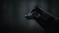 Majestic black wolf profile against dark mystical forest background with glowing eyes and falling snow, creating dramatic wildlife atmosphere.