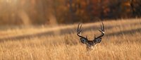 Majestic whitetail deer buck with large antlers standing in golden autumn grassland during warm sunset light creating peaceful wildlife scene.