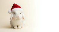 White lop-eared rabbit wearing red Santa hat sitting on neutral background for Christmas holiday greeting cards and seasonal marketing materials.