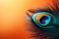 Vibrant peacock feather eye against orange sunset background showcases iridescent turquoise and deep blue natural patterns in macro photography detail.