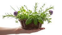 Fresh culinary herbs in wicker basket held by hand on white background, isolated for cooking and kitchen design projects.