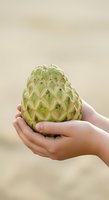 Custard apple held in child's hands against blurred background. Young person displaying fresh tropical fruit for healthy eating, agriculture, and organic produce concepts.