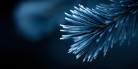 Close-up of evergreen pine needle branch in deep blue tones with soft bokeh background, creating moody winter atmosphere for seasonal designs.