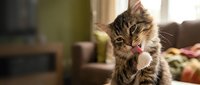 Adorable tabby kitten grooming paw in cozy home interior with warm natural lighting creating perfect domestic pet moment for lifestyle content.