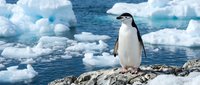 Penguin standing on rocky shore surrounded by floating icebergs and blue ocean water in polar region, wildlife nature scene.