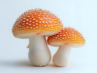 Two vibrant orange spotted mushrooms with white stems and caps covered in distinctive white dots on clean white background.