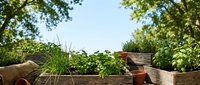 Wooden raised garden beds with green plants and herbs growing under bright sunlight, surrounded by lush foliage, suitable for gardening and landscaping projects.