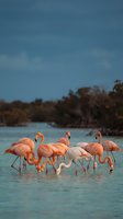 Flock of pink flamingos wading in shallow turquoise lagoon water with mangrove forest backdrop under clear blue sky. Wildlife and nature photography.