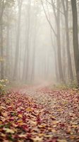 Misty forest path covered with colorful autumn leaves creating atmospheric woodland scene with soft morning light filtering through trees.