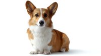 Welsh Corgi Pembroke dog with red and white fur sitting on white background, looking at camera with alert expression and perked ears, isolated studio shot.