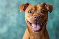 Happy smiling brown pit bull type dog portrait with bright blue eyes against turquoise background showing friendly expression and positive emotions.