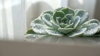 Green succulent plant with water droplets on fleshy leaves sitting on wooden surface near bright window for home decor and gardening concepts.