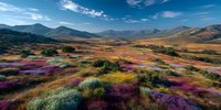 Vibrant wildflower meadow stretches across mountain valley with colorful purple and yellow blooms under bright blue sky and distant peaks.