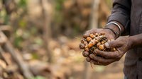 Farmer's hands holding freshly harvested cacao pods in agricultural field, showcasing sustainable farming and cocoa production for agricultural, food industry, and sustainability-themed projects.