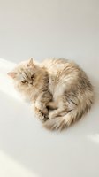 Fluffy cream Persian cat curled up on white surface with soft natural lighting for pet care and animal wellness content.