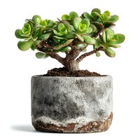 Jade plant succulent bonsai tree in rustic concrete pot isolated on white background for home decor and gardening projects.