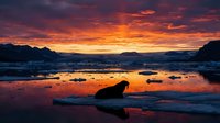 Arctic seal silhouette on ice floe during dramatic sunset with orange and purple sky reflecting in calm waters surrounded by floating ice chunks.