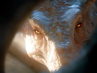 Dramatic close-up portrait of elderly Asian woman's weathered face with deep wrinkles illuminated by soft natural light creating emotional atmosphere and storytelling moment.