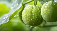 Fresh lime fruits with water drops on branch, macro view in soft focus. Natural green background with morning dew creates refreshing atmosphere.